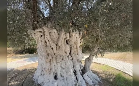 Emine Erdoğan: “1316 yıllık zeytin ağacı kökleriyle geçmişe, dallarıyla geleceğe uzanıyor”