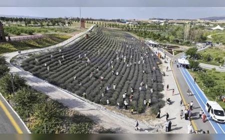 ATA Çiftliği’nde Lavanta Hasat Şenliği: Başkentliler mor tarlalarda lavanta topladı, atölyelere katıldı