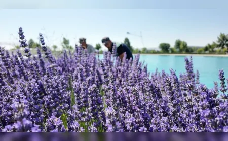 Kayseri’de 200 bin lavanta bitkisinden yağ ve kolonya üretildi