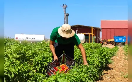Gaziantep’te 97 çeşit ata tohumu kadın çiftçilerin eliyle çoğaltılıyor