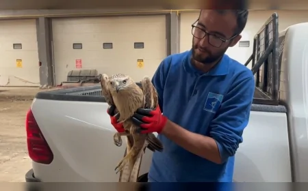 Erciyes’te yaralı şahin kurtarıldı