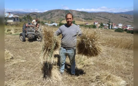 Ordu’da siyez buğdayı üretimi yüzde 1500 arttı: 125 dekardan 2 bin dekara ulaştı