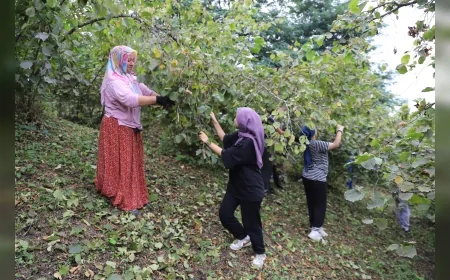 Ordu’da fındık hasadı için başlatılan “Fındık Dalda Aklın İşçide Kalmasın” projesi 6’ncı yılında binlerce kişiye iş imkanı sağlıyor