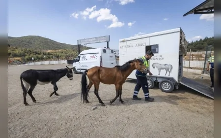 Buca’daki aç ve susuz bırakılan üç at Pako’ya nakledildi, bakım ve tedavileri başladı