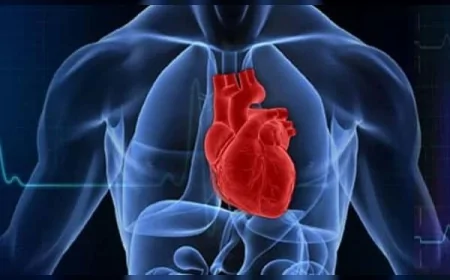 Kalbin Kendi ‘Küçük Beyni’: 40.000 Nöronla Duygu ve Karar Üretebilen Organ