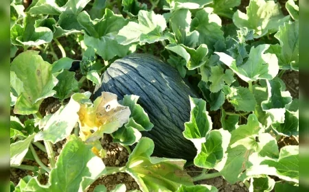 Coğrafi işaretli Meşhur Kazan Kavunu yeniden sofralara dönüyor, ilk hasat festivalde yapılacak