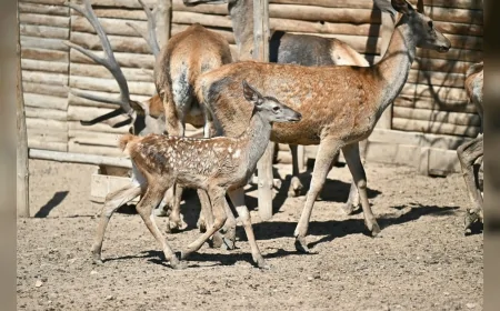 Altınköy’de yeni doğum sevinci: “Benek” ziyaretçilerin gözdesi oldu