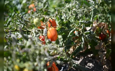 Kayseri Büyükşehir’in Doğal Ürünler Bahçesi ve Pazarı, vatandaşlardan yoğun ilgi görüyor