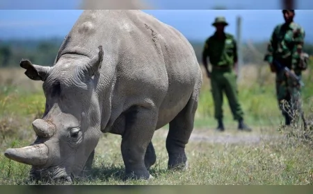 Dünyada sadece iki tane kaldı: Kuzey beyaz gergedanlar 24 saat silahlı korumayla yaşıyor