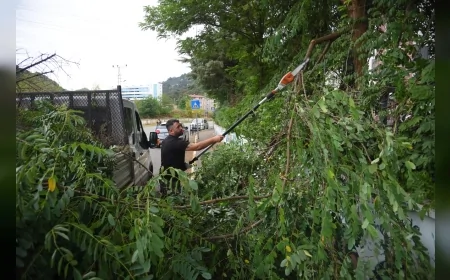 Giresun Belediyesi şehir estetiği için yabani ot temizliği ve ağaç budama çalışmalarını sürdürüyor