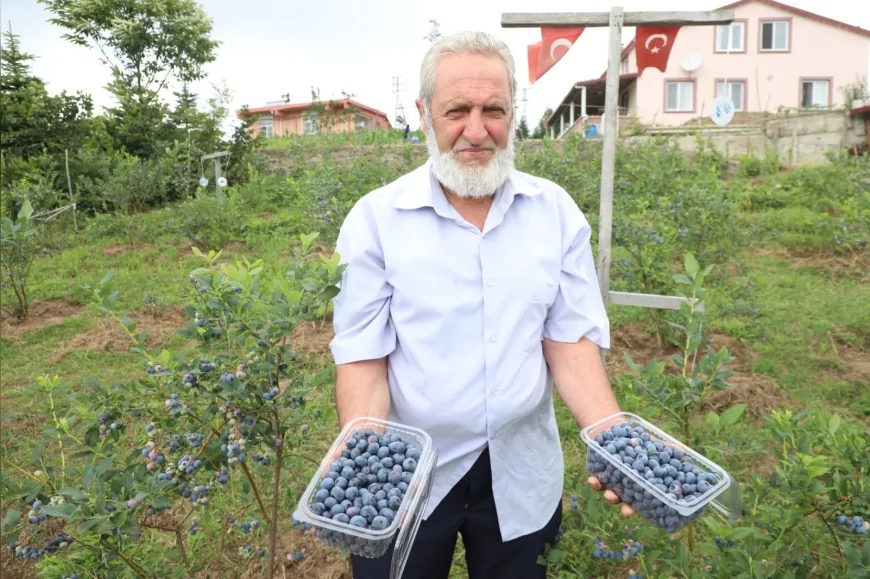Ordu’da mavi yemiş üretimi 176 dekara ulaştı, kilogramı 500 TL’den alıcı buluyor