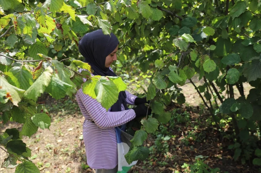 Ordu’da fındık üreticileri ile yerli işçileri buluşturan proje altıncı yılında hem istihdam hem ekonomik katkı sağlıyor
