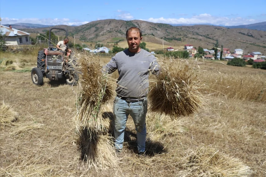 Ordu’da siyez buğdayı üretimi yüzde 1500 arttı: 125 dekardan 2 bin dekara ulaştı