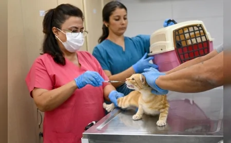 Bornova’da açılan Eros Kedi Kliniği kısırlaştırma kapasitesini ikiye katladı, hayvanseverlerden yoğun ilgi görüyor