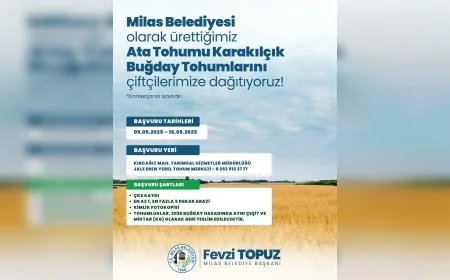 Milas Belediyesi üreticilere karakılçık buğday tohumu desteği için başvuruları başlattı