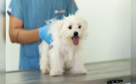 İzmir’de el konulan 20 köpek Işıkkent Köpek Bakımevi’nde tedavi edilerek sahiplendirilmeyi bekliyor