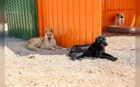 Eskişehir Büyükşehir Belediyesi sahipsiz hayvanlar için bağış kampanyası başlattı