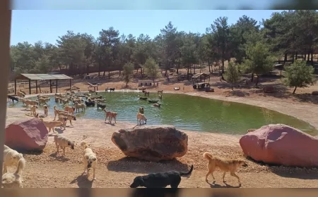 Gaziantep Büyükşehir Belediyesi’nden sokak hayvanları iddialarına sert yalanlama
