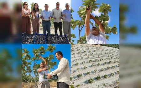 Mersin’de dağıtılan incir fidanları ihracata gidiyor, çiftçiler için yeni gelir kapısı açılıyor!