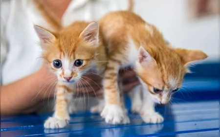 Kuşadası Belediyesi Davutlar Mahallesi’nde Kedi Kısırlaştırma Merkezi Hizmete Açıldı