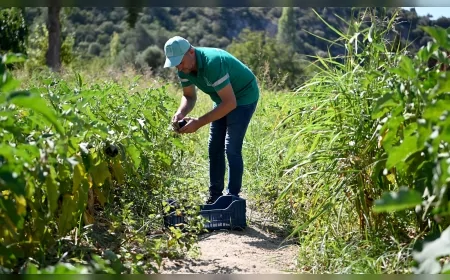Kuşadası Belediyesi’nin Adabahçe projesinden 3 ayda 15 ton mahsul elde edildi