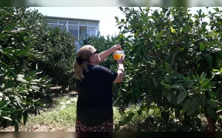 İzmir Büyükşehir’den Karaburunlu üreticiye Akdeniz meyve sineği ile mücadelede 16 bini aşkın tuzak desteği