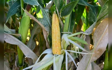 Ankara Büyükşehir Belediyesi ATA Çiftliği’nde silajlık mısır hasadına başladı, ücretsiz dağıtım küçük aile işletmelerine destek olacak