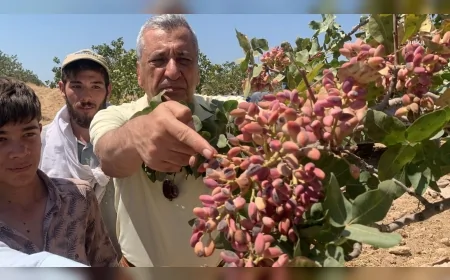 Hasan Öztürkmen CHP Gaziantep Milletvekili: "Antepliye Yapılan En Büyük İhanettir"