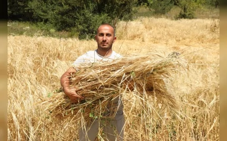 İstanbul’dan köyüne dönen Emrah Muammer Özer, Ordu’da 200 dönüm araziyi tarıma kazandırdı, hedefini 600 dönüme çıkardı