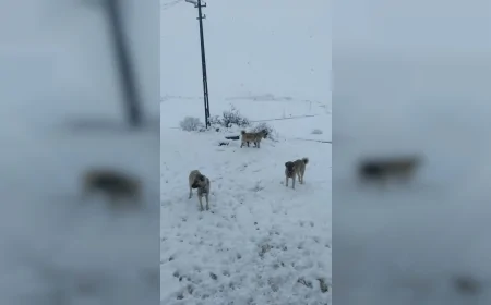 Meteoroloji 13 il için sarı kodlu uyarı verdi, Doğu Anadolu’nun yüksek kesimlerine mevsimin ilk karı düştü
