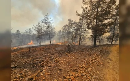 Muğla’da orman yangınları: Milas ve Köyceğiz’de 333 kişi tahliye edildi, söndürme çalışmaları sürüyor