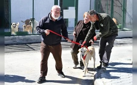 Mamak Belediyesi sokak hayvanları için çadırları kaldırdı, modern padoklar ve yeni klinik hazırladı