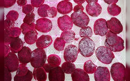 Antalya’da ejder meyvesi ve narenciye kurutularak katma değeri yüksek ürünlere dönüştürülüyor