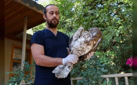 Antalya’da tedavi edilen Yılan Kartalı yeniden doğaya salındı, 2025’te 338 hayvan doğal yaşamına kavuştu