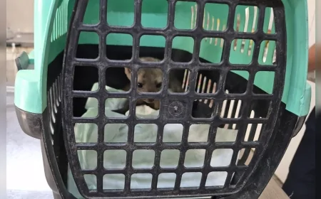 Kuşadası’nda araç çarpan yaralı gelincik Haybulans ekipleri tarafından kurtarıldı