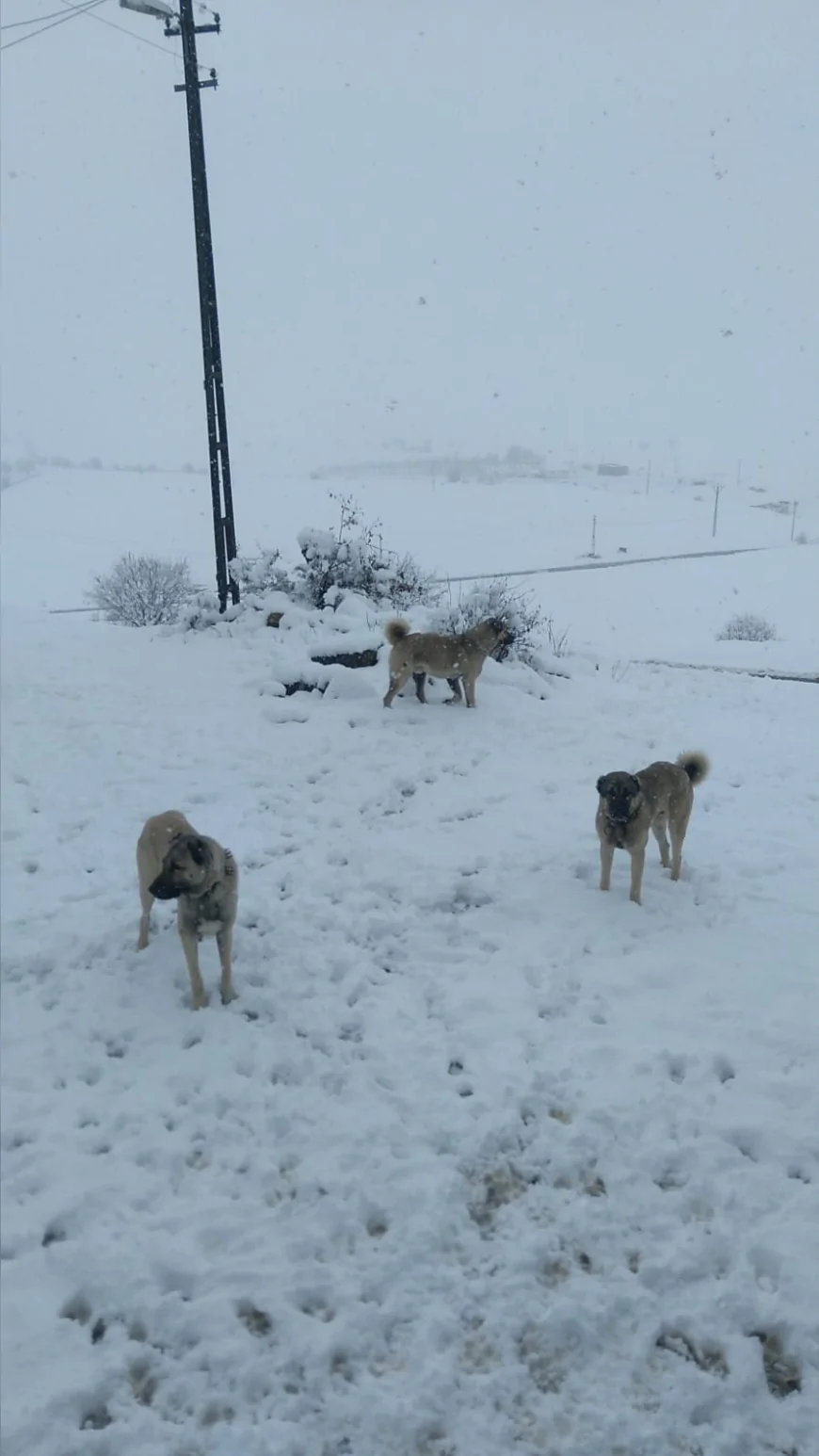 Meteoroloji 13 il için sarı kodlu uyarı verdi, Doğu Anadolu’nun yüksek kesimlerine mevsimin ilk karı düştü