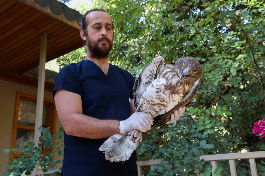 Antalya’da tedavi edilen Yılan Kartalı yeniden doğaya salındı, 2025’te 338 hayvan doğal yaşamına kavuştu