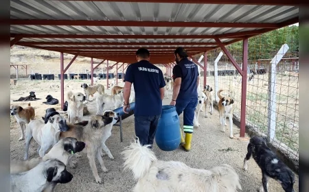 Yalova’da Sokak Hayvanları Doğal Yaşam Merkezi 4 Ekim’de Açılıyor