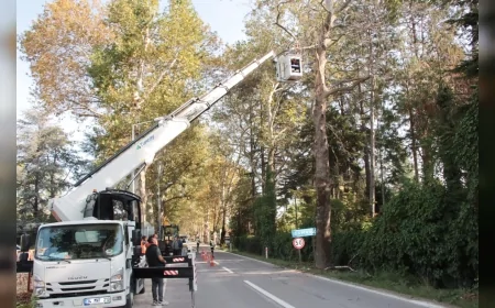 Yalova’da Atatürk’ün talimatıyla dikilen anıt çınar ağaçlarında kapsamlı bakım ve budama çalışmaları başlatıldı