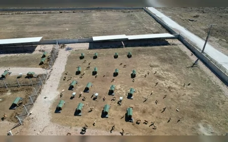 Bandırma Belediyesi sokak hayvanları için barınak çalışmalarını sürdürüyor