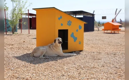 Eskişehir Büyükşehir Belediyesi’nden Dünya Hayvanları Koruma Günü için mama ve bağış kampanyası çağrısı