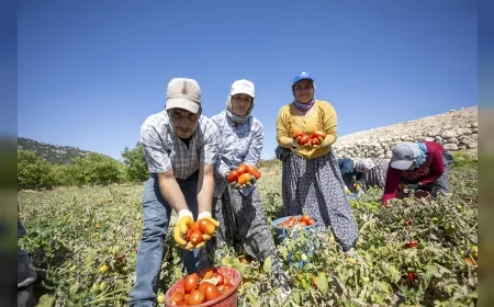 Mersin Büyükşehir’den Üreticiye Yüzde 70 Hibeli Domates Fidesi Desteğiyle Tarıma Can Suyu