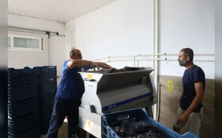 Muğla Büyükşehir ile Yeşilüzümlü Kooperatifi El Ele: Bağcılıkta Modern Üretim Dönemi Başladı