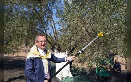 Ayvalık’ta Zeytin Hasadı Coşkusu: 20. Uluslararası Zeytin Hasat ve Turizm Festivali 16 Ekim’de Başlıyor