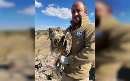 Eskişehir’de yaralı bulunan puhu kuşu tedavisinin ardından yeniden doğaya bırakıldı