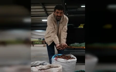 Düzce’nin Coğrafi İşaretli Kuzu Kestanesi Sezonu Açtı: Her Çarşamba ve Pazar Hamidiye Pazaryerinde Satışta