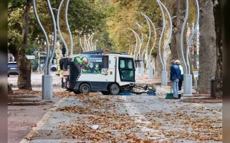 Yalova’da tarihi çınar ağaçlarında bilimsel bakım süreci: Gazipaşa Caddesi’nde budama çalışmaları sürüyor