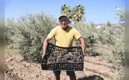 Mersin Büyükşehir’den Üreticiye İlk Kez Enginar Yumrusu Desteği: 10 Bin Yumru Toprakla Buluştu