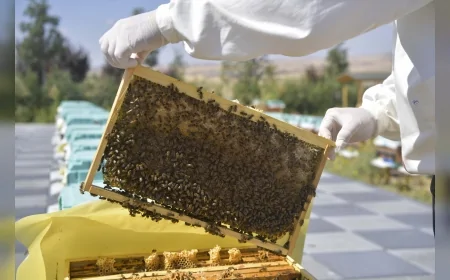 Ankara Büyükşehir Belediyesi’nden Arıcılara Bilimsel Destek: Arıcılık Araştırma, Üretim ve Eğitim Merkezi Faaliyete Geçti