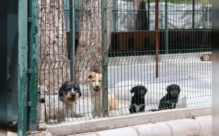 Marmaris Belediyesi Asparan Mevkii’nde Sokak Hayvanları İçin Modern Bakımevi Kuruyor